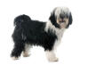 Tibet-Terrier