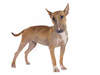 Bullterrier