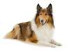 Collie (Langhaar)