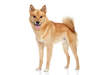 Finnischer Spitz