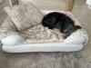 Das erste genutzte Hundebett