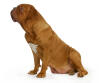 Bordeauxdogge