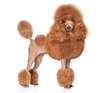 Toy-Pudel