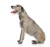 Irischer Wolfshund