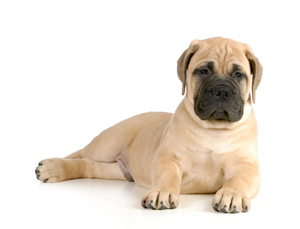 Free Small Dog Puppies Free Small Dog Puppies