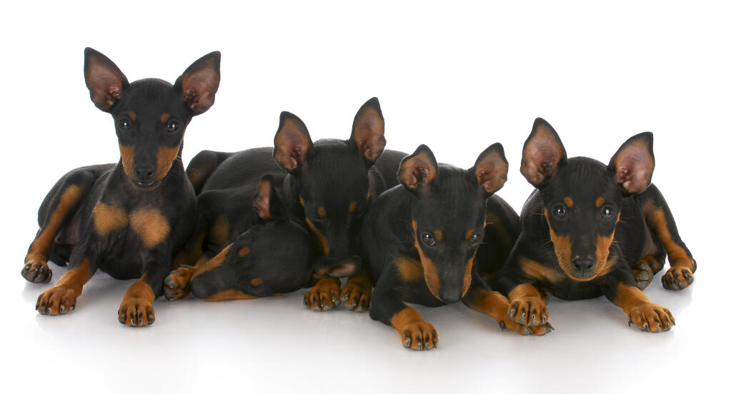 Manchester Terrier Hunde Informationen Zu Den Rassen Omlet