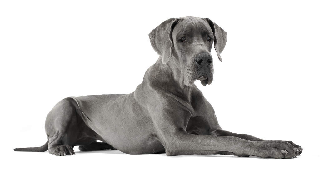 Grey Dog Breeds Weimaraner Grey Dog Breeds Weimaraner