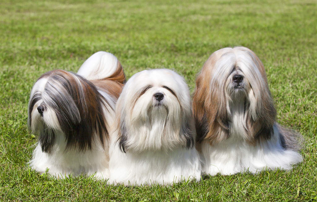 Apso do khyi discount