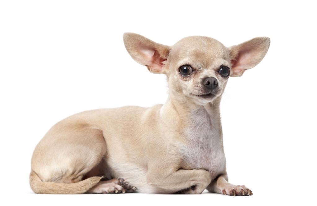 Small Brown English Dog Breeds Small Brown English Dog Breeds