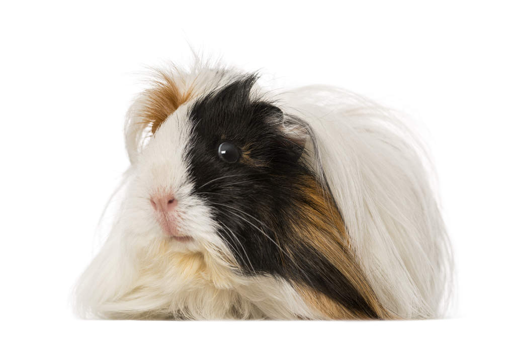 Peruaner zu verkaufen | Meerschweinchen | Informationen zu ...