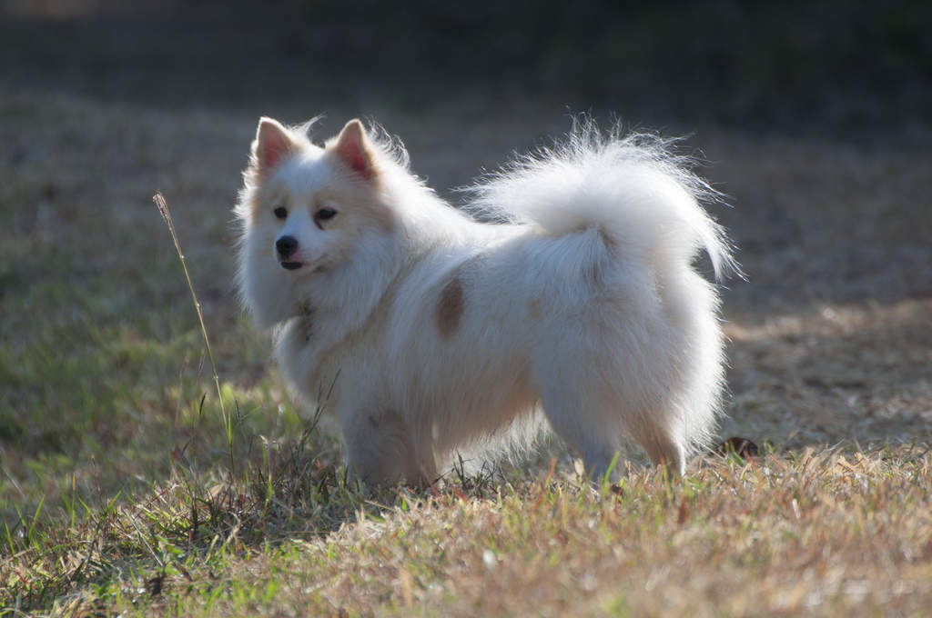 Beagle japanese outlet spitz mix