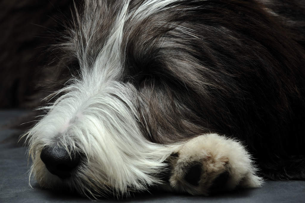Bearded Collie Hunde Rassen Information Omlet