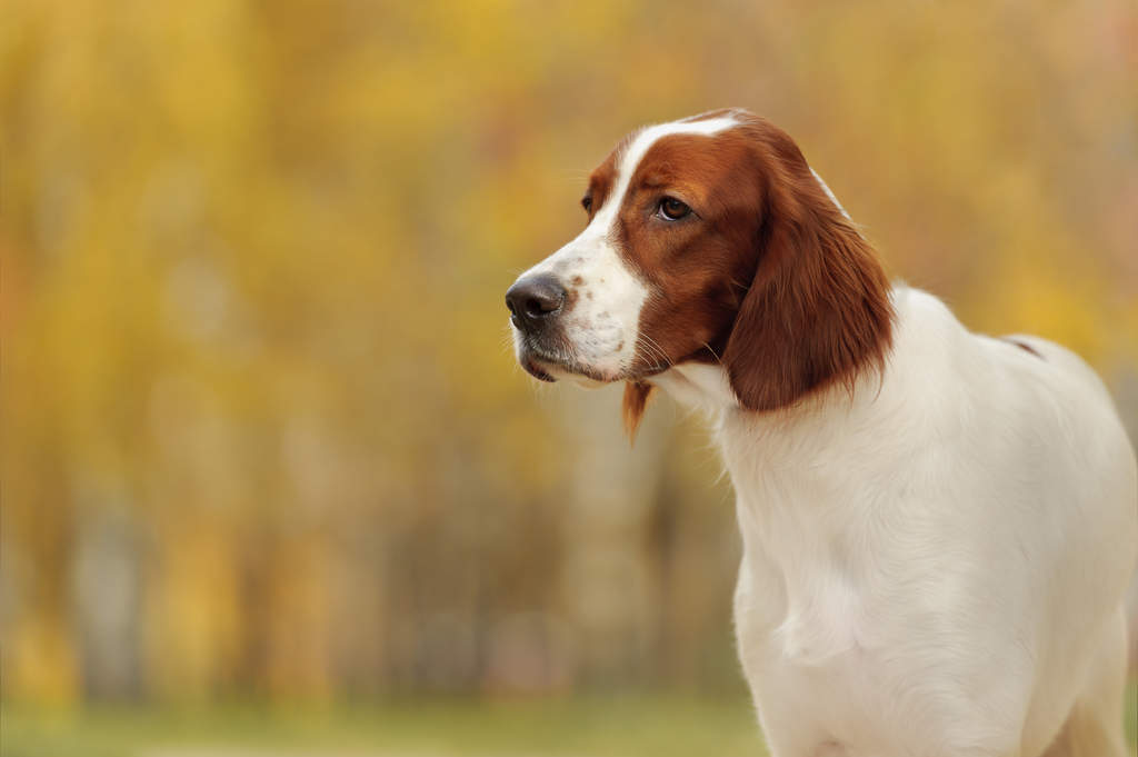 irish long haired dog