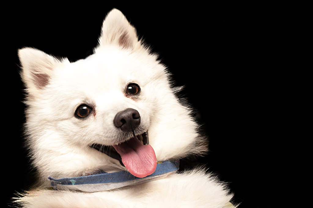 Japanese Spitz Hunde Informationen Zu Den Bienenarten Omlet Japanese Spitz Hunde Informationen Zu Den Bienenarten Omlet