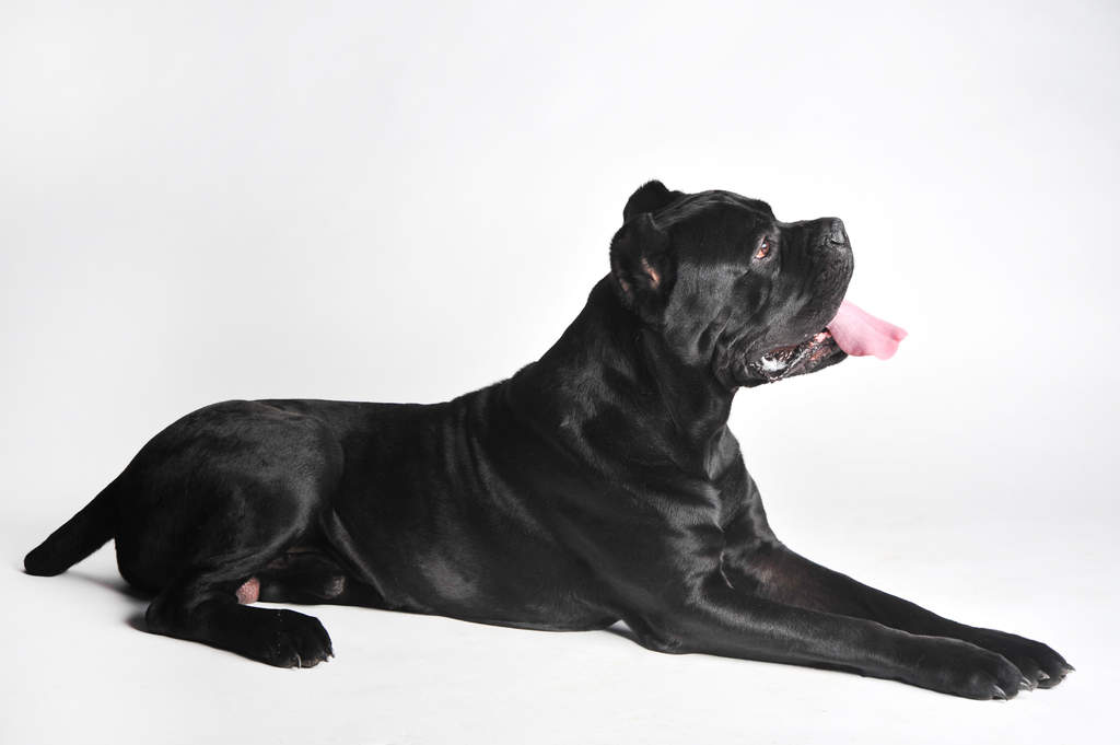 Neapolitan Mastiff Hunde Informationen Zu Den Bienenarten Omlet Find mastiff puppies and breeders in your area and helpful mastiff information. neapolitan mastiff hunde