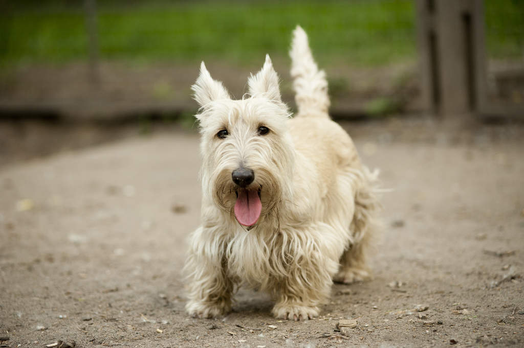 Image Result For Yorkshire Terrier Silky Terrier