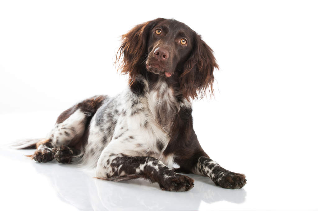 Various Dog Breeds Various Dog Breeds