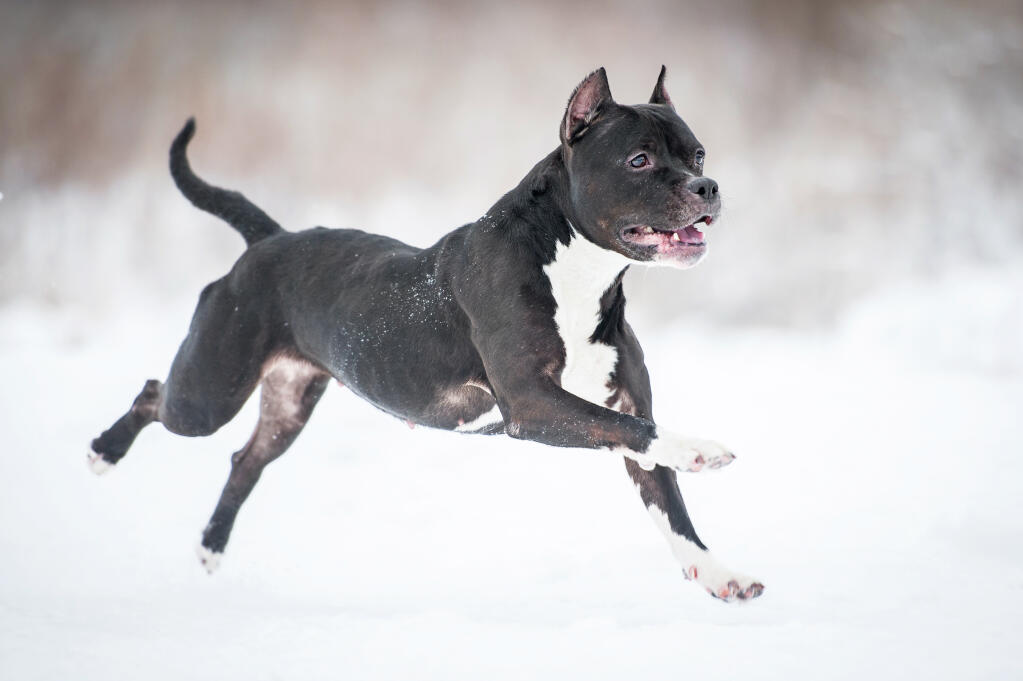 Popular Dog Breeds In England Popular Dog Breeds In England