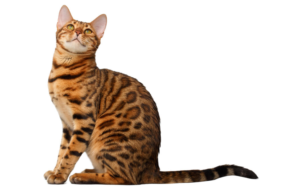Bengalkatze | Katzen | Informationen zu den Bienenarten | Omlet