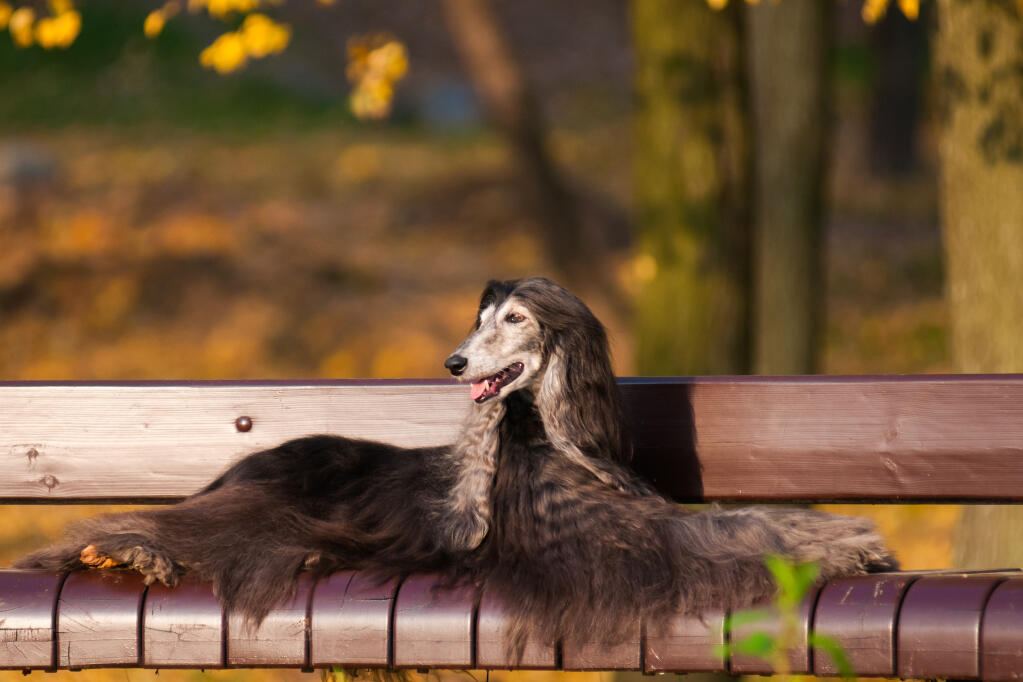 Afghanischer Windhund Hunde Informationen Zu Den Bienenarten Omlet