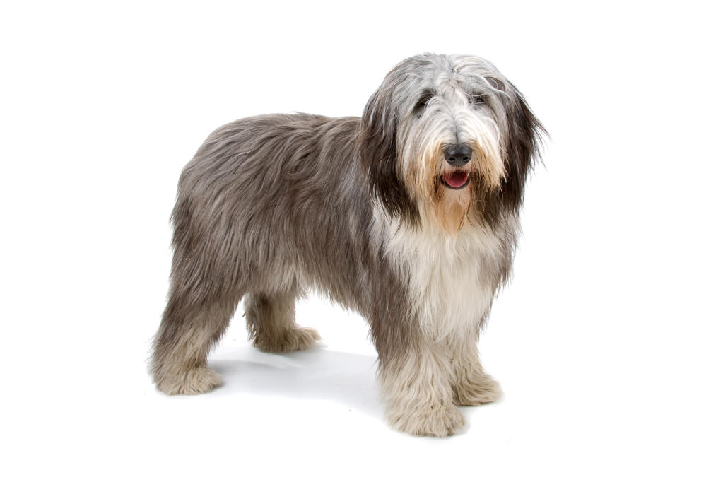 Briard Dog Rescue Briard Dog Rescue