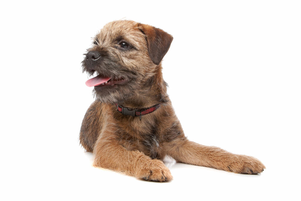 border terrier coat
