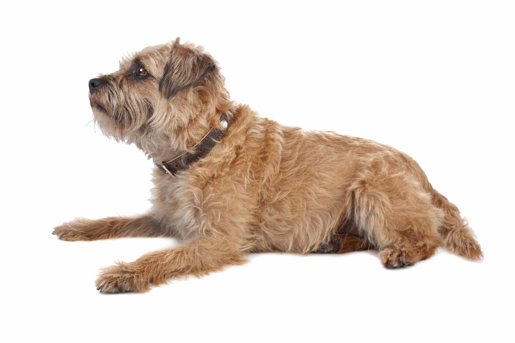 clip art border terrier - photo #5