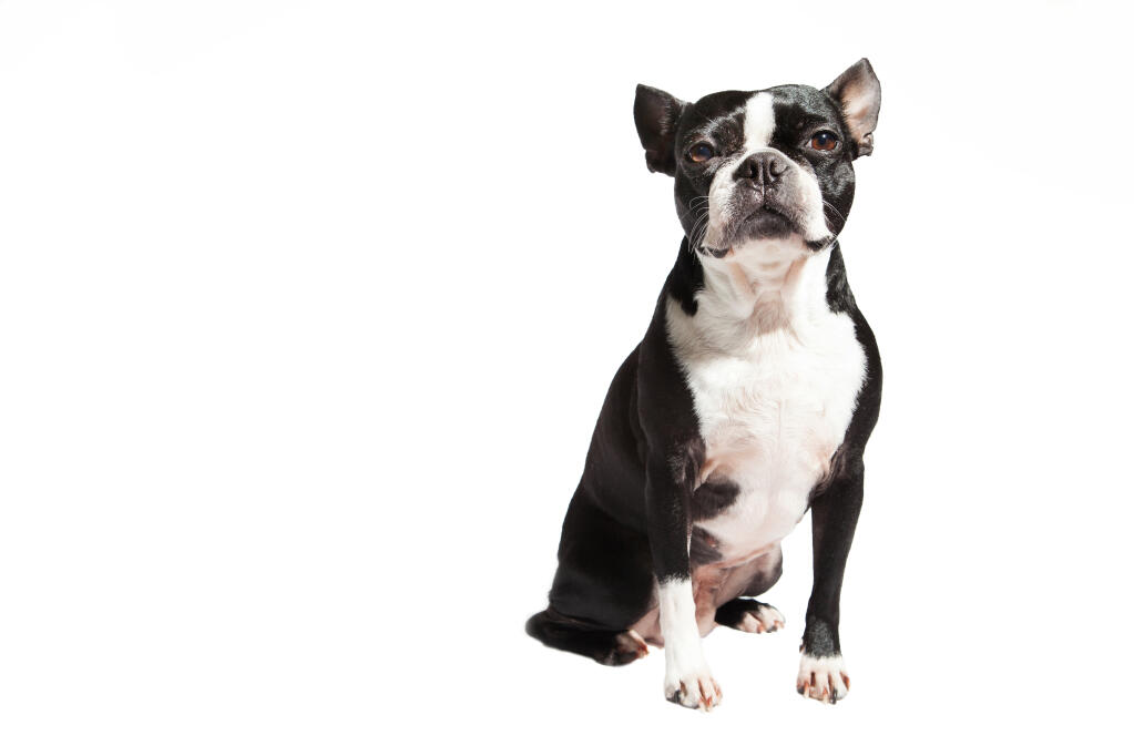 Intelligent Small Dog Breeds Intelligent Small Dog Breeds
