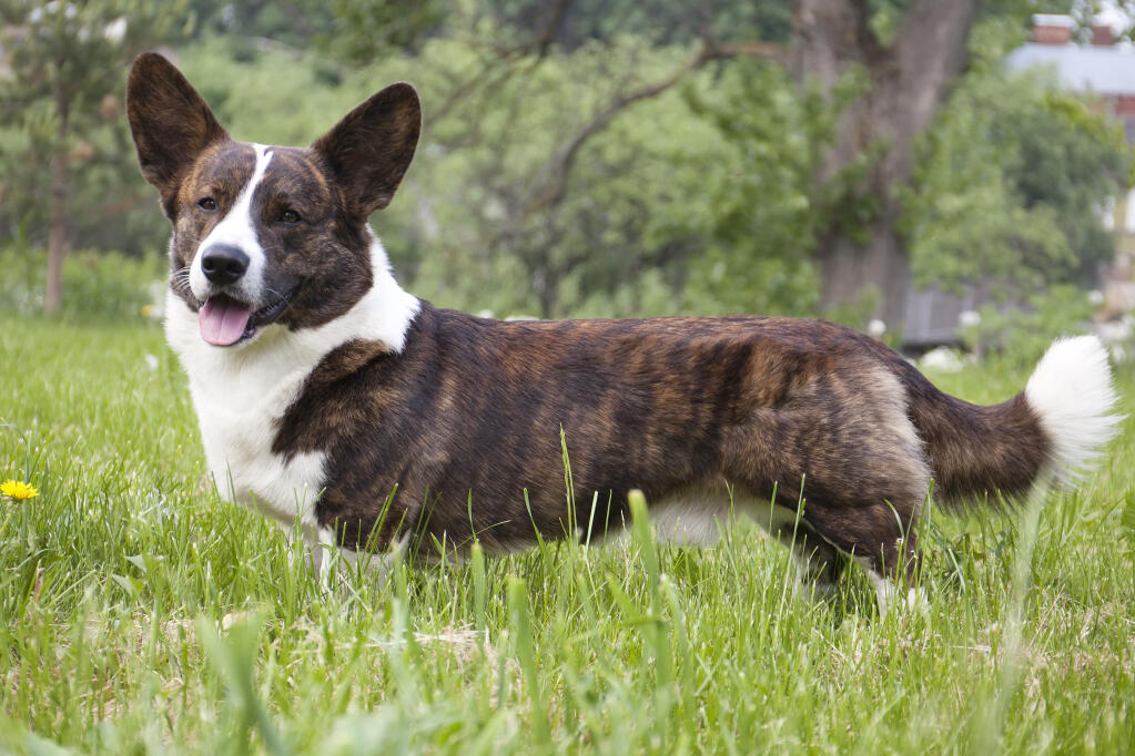 West Highland Dog For Sale For Sale Wales West Highland Dog For Sale For Sale Wales