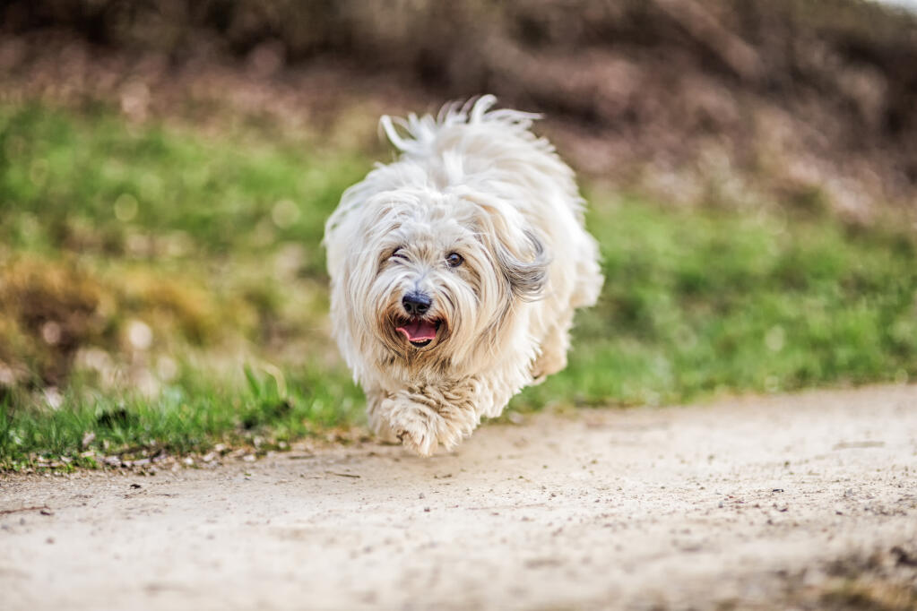 coton de tuléar hunde informationen zu den bienenarten omlet