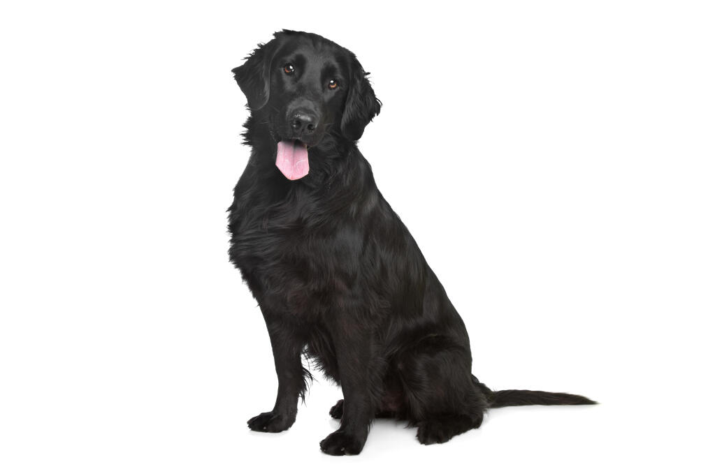 float coat retriever