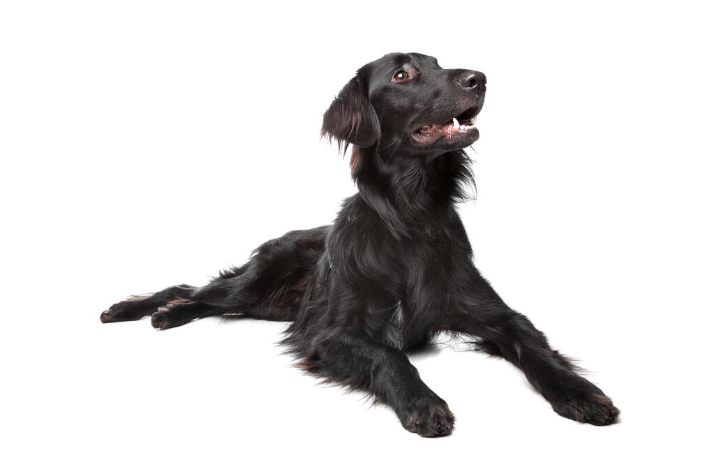 Flat Coated Retriever Hunde Rassen Information Omlet