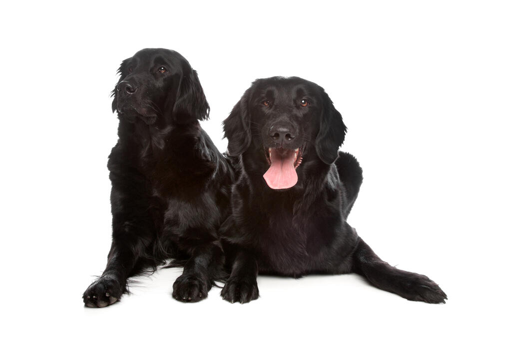 Flat Coated Retriever Hunderassen