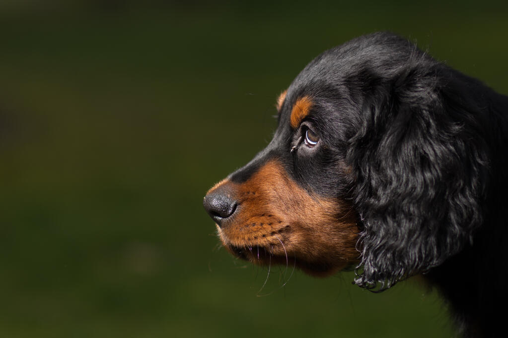 Gordon Setter Hunde Informationen Zu Den Bienenarten Omlet