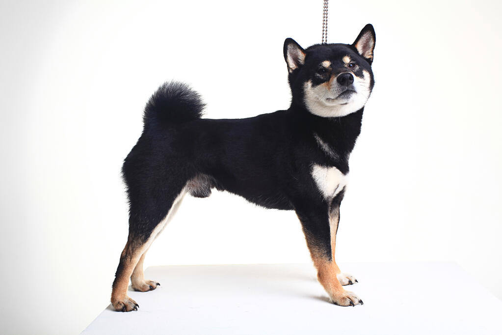 Japanese Shiba Inu Hunde Informationen Zu Den