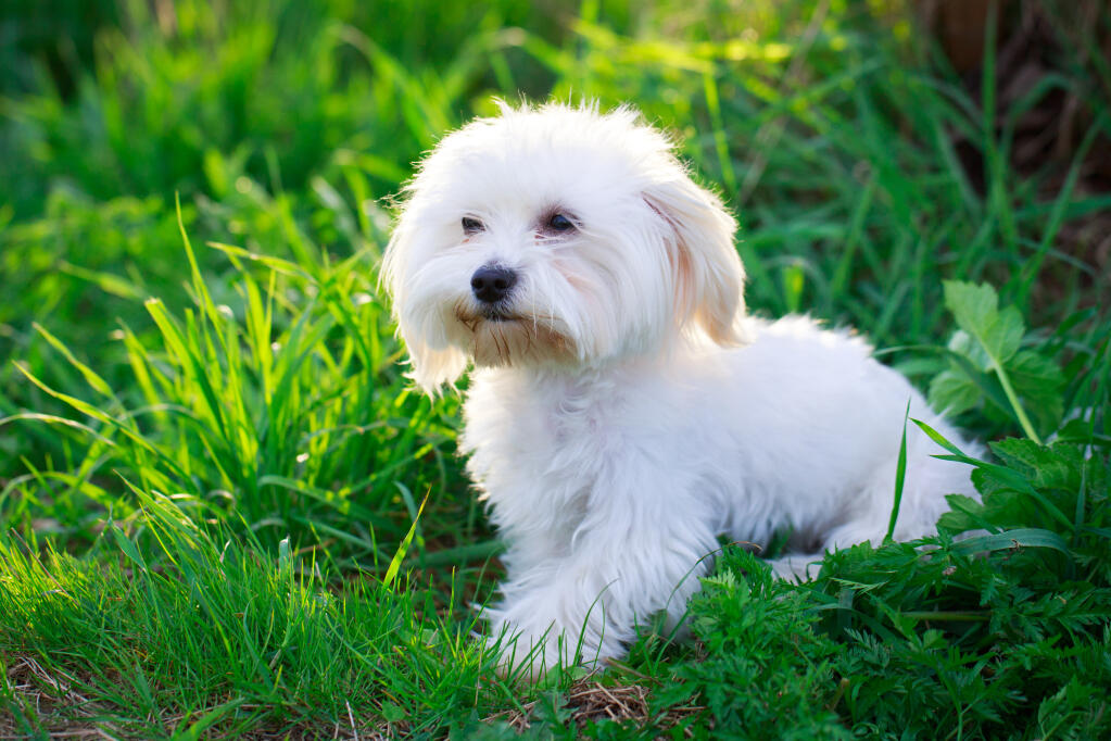 Small Korean Dog Breeds Small Korean Dog Breeds
