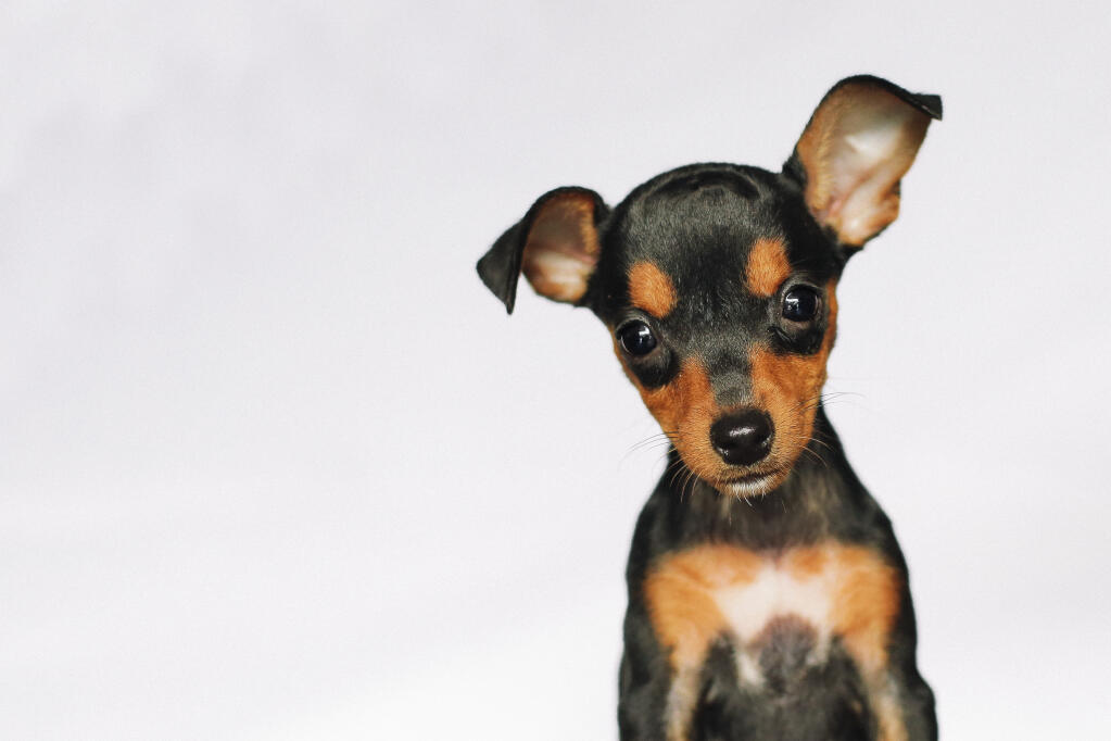 Toy And Miniature Dog Breeds Toy And Miniature Dog Breeds