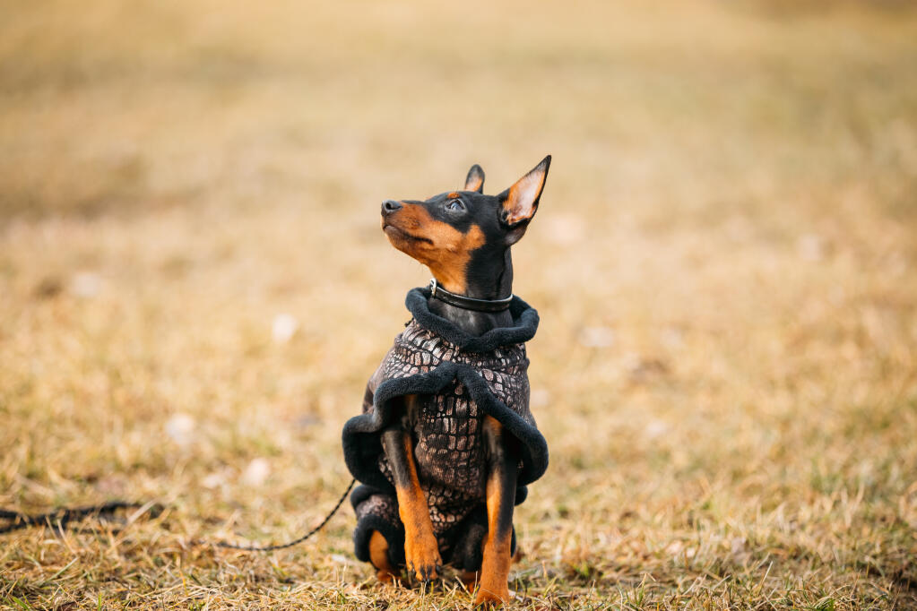 Toy pinscher Clearance