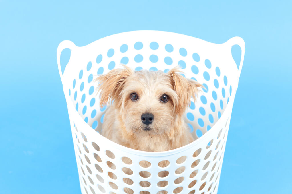 Norfolk Terrier Hunde Informationen Zu Den Bienenarten Omlet Norfolk Terrier Hunde Informationen Zu Den Bienenarten Omlet