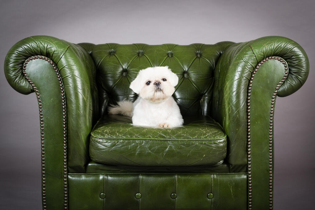 Pekingese Hunde Informationen Zu Den Bienenarten Omlet