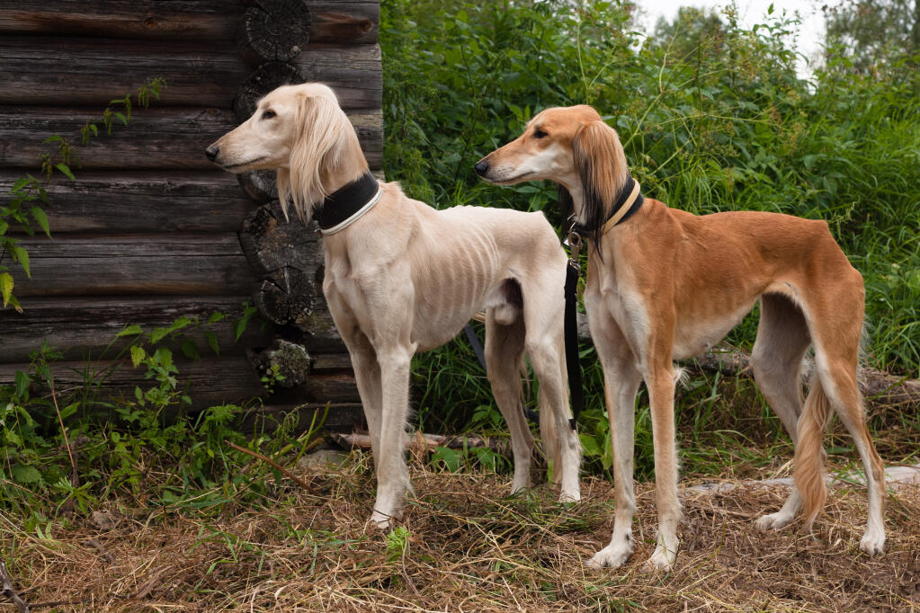 Saluki dog long hair cheap