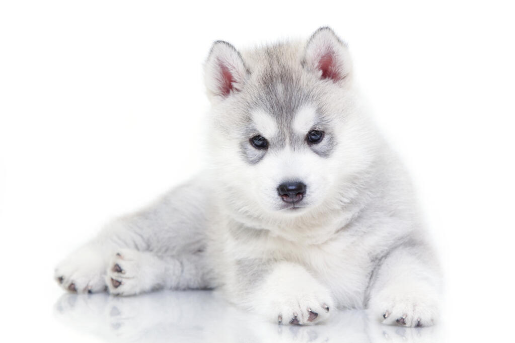 Siberian Husky Hunde Informationen Zu Den Bienenarten Omlet