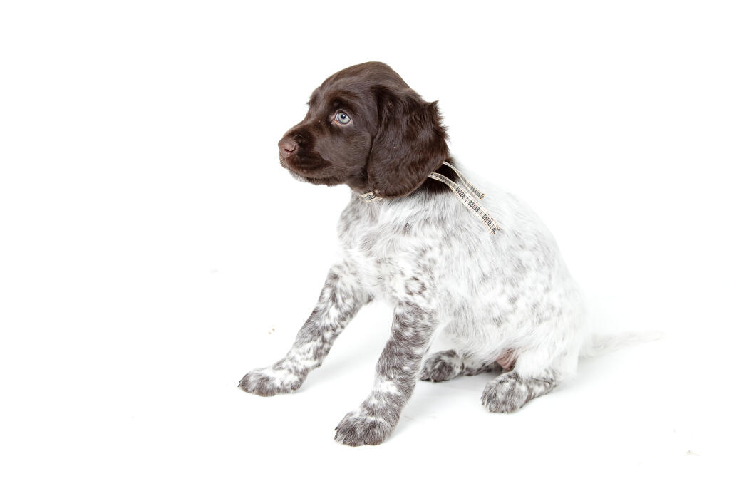 small munsterlander pointer puppies