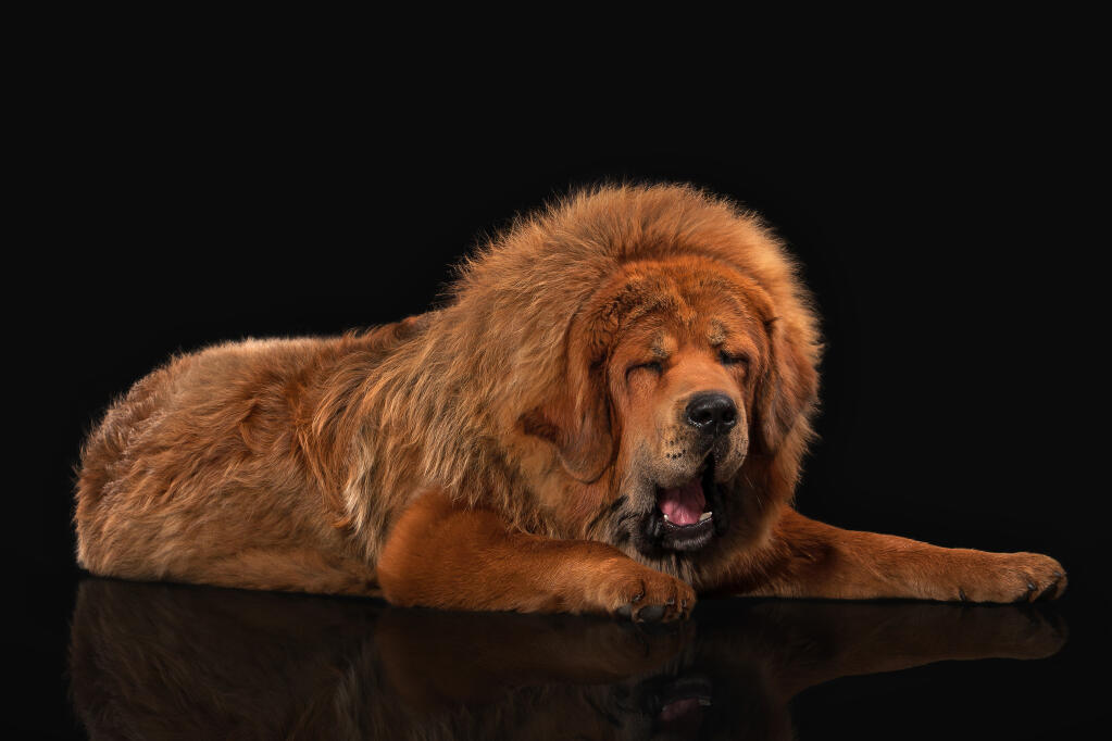 Do Khyi From Top Of The World Do Khyi (Tibetanische Dogge) | Hunde | Informationen zu den Bienenarten