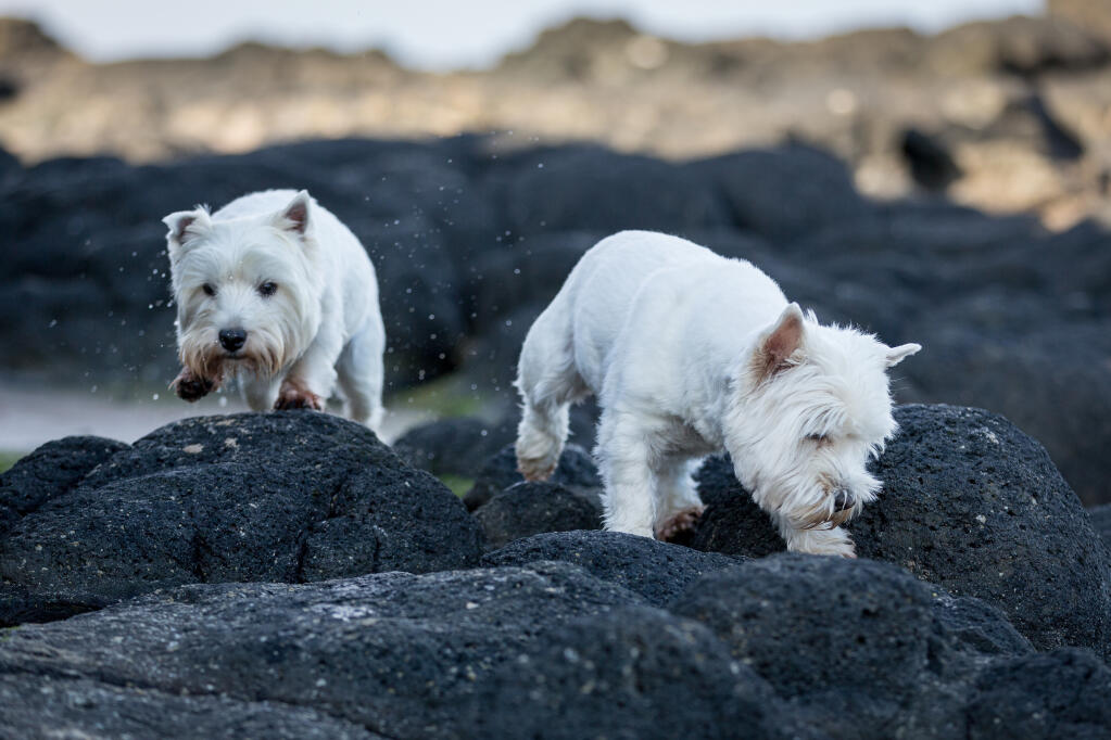 West highland white terrier small white dog 2025