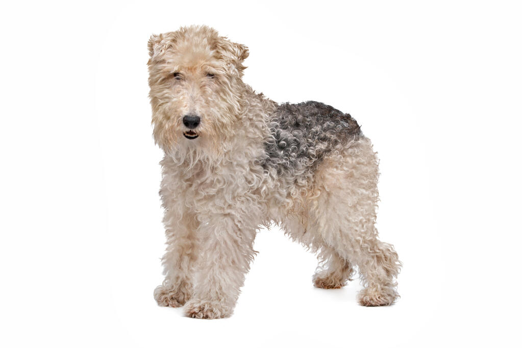large fox terrier