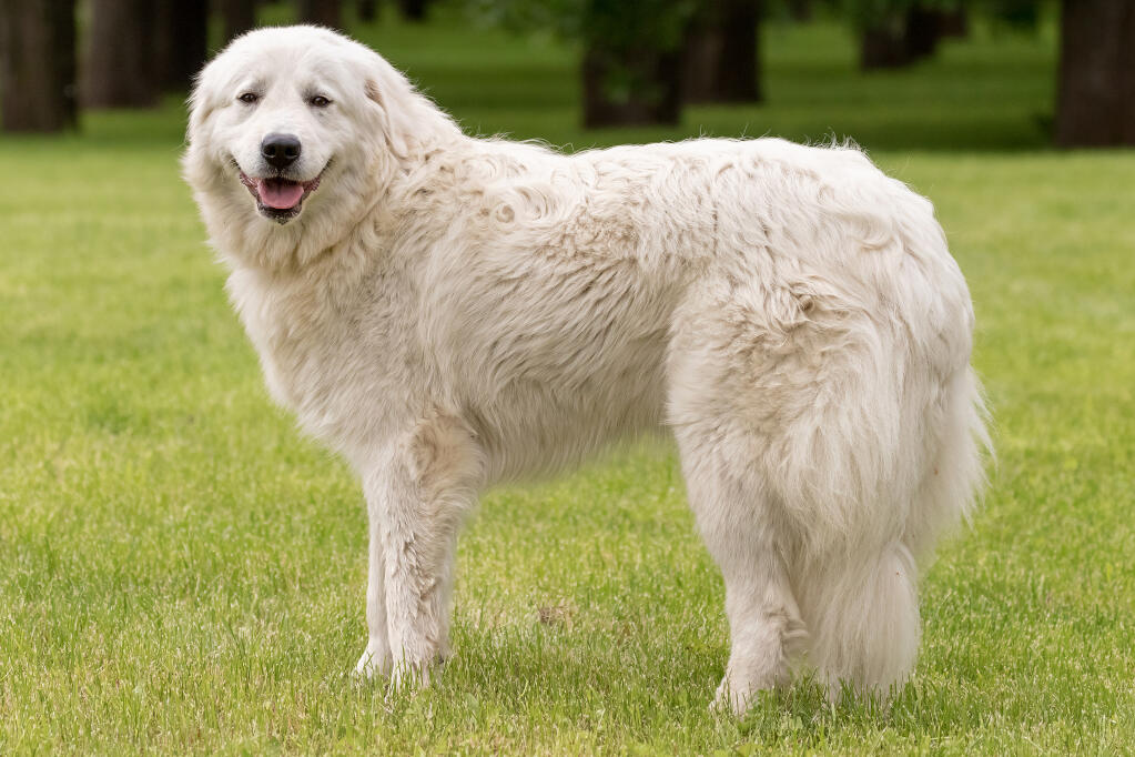 maremma puppies for sale