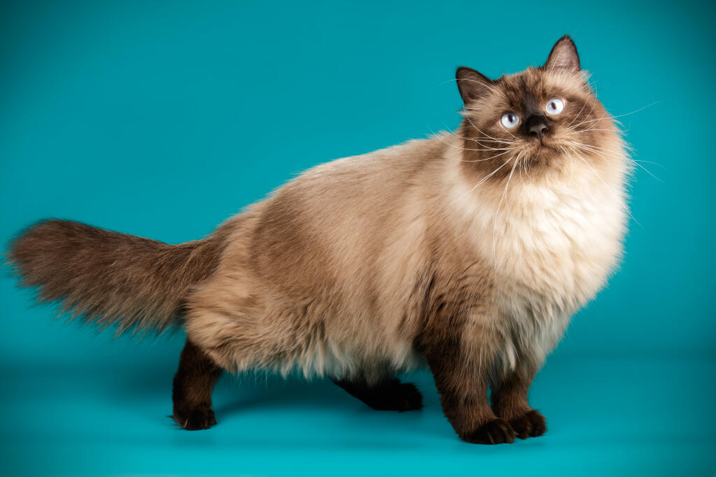 Chat Ragdoll Smoking Can You Handle The CUTENESS Of 18 Week Old