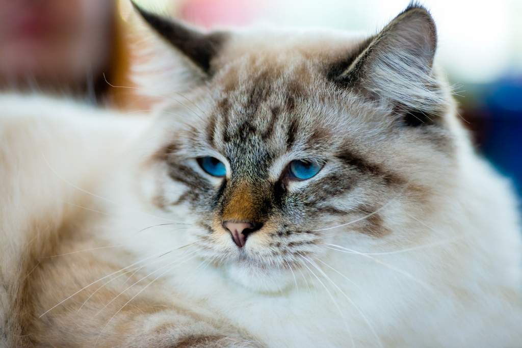 RagaMuffin | Katzenrassen