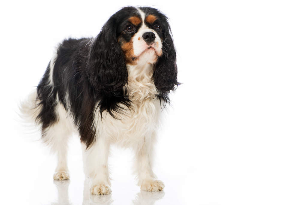 Tan Black And White Dog Mix Breed Tan Black And White Dog Mix Breed